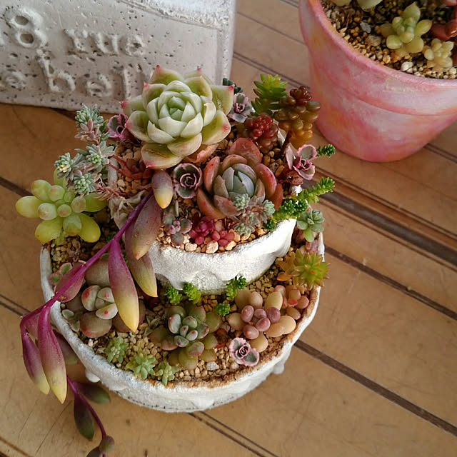 ヒメシュウレイ 姫秋麗 7 5cmポット グラプトペタルム Graptopetalum Mendozae 福岡県産 多肉植物 多肉 観葉植物 インテリアグリーン 寄せ植えに まとめ買いがお得 のレビュー クチコミとして参考になる投稿3枚