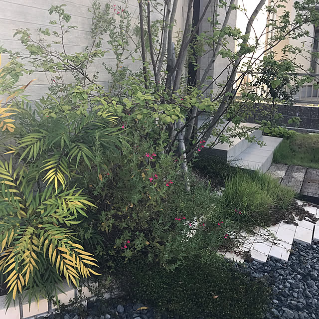 マホニアコンフューサ 30 50cm 植木 庭木 低木 魔除け お庭のアクセントにのレビュー クチコミとして参考になる投稿1枚 Roomclip ルームクリップ
