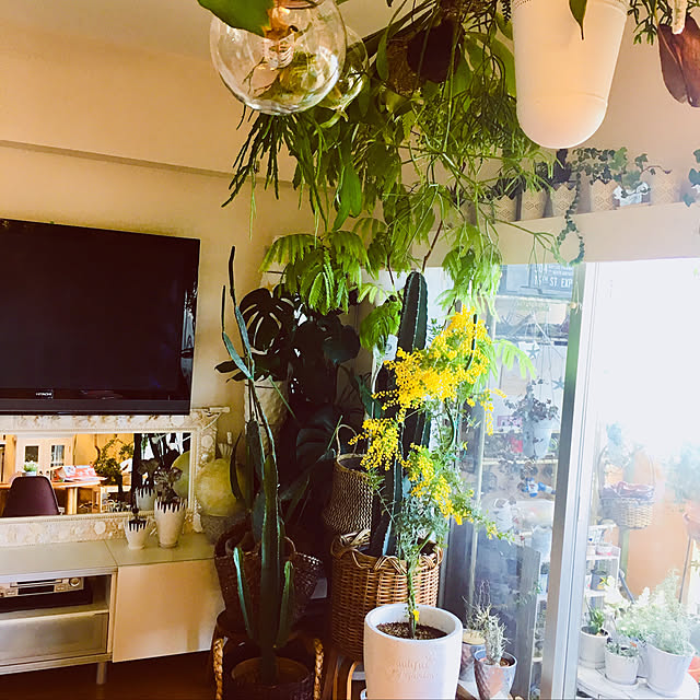 エバーフレッシュ180cm(ネムノキ 造花 樹木 人工観葉植物 1.8m 配送 インテリア おしゃれ 室内 大型 装飾 造木 作り物 フェイク