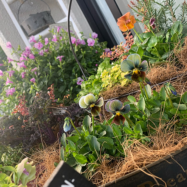 斑入りバコパ ライムバリエガータ エンジェルリング 2 5 3寸ポット苗 花苗 苗 寄せ植え リースのレビュー クチコミとして参考になる投稿15枚 Roomclip Item 斑入りバコパ ライムバリエガータ エンジェルリング 2 5 3寸ポット苗 花苗 苗 寄せ植え リースのレビュー クチコミとして参考になる投稿15枚 Roomclip Item