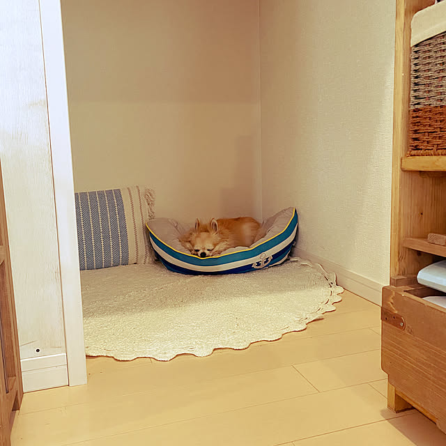 ニトリ 犬 猫用ペットベッド Nクール Q O ヨット Big のレビュー 口コミとして参考になる投稿9枚 Roomclip ルームクリップ