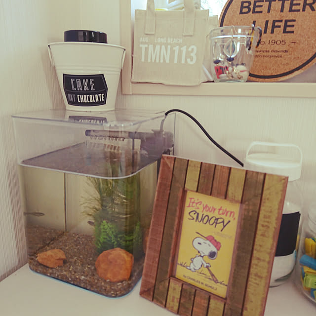 水作 グラスガーデンn230 メダカ飼育セット 水槽セット お一人様5点限り 関東当日便のレビュー クチコミとして参考になる投稿1枚 Roomclip ルームクリップ