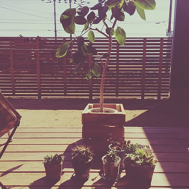 部屋全体/ウッドデッキ/サボテン/多肉植物/観葉植物...などのインテリア実例 - 2016-03-03 13:01:36