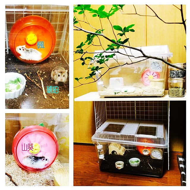 マルカン ミニマルランド くるくるフラワー マルチカラー M サイズのレビュー 口コミとして参考になる投稿5枚