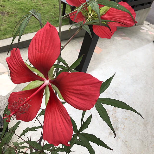 写真付きレビュー 山野草 モミジアオイ 紅葉葵 苗 3 4号 1ポット の通販商品 口コミ情報 Roomclipショッピング