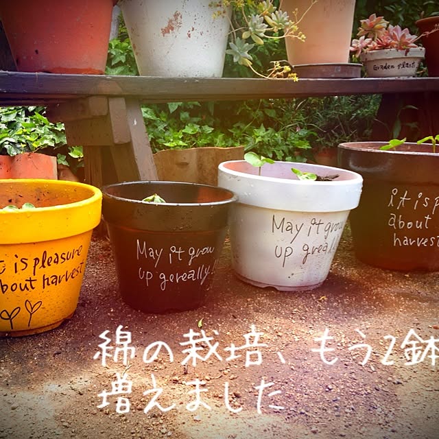 玄関 入り口 ペイント 植木鉢リメイク 手描き文字 庭 などのインテリア実例 14 06 02 10 27 12 Roomclip ルームクリップ 玄関 入り口 ペイント 植木鉢リメイク 手描き文字 庭 などのインテリア実例 14 06 02 10 27 12 Roomclip ルームクリップ