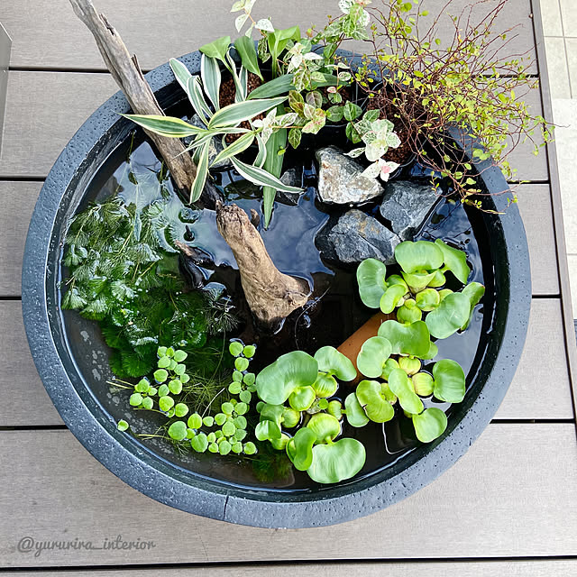 おしゃれな植木鉢 600x180 浅鉢 平鉢 皿鉢 盆栽鉢 睡蓮鉢 軽い 大型 プランター 軽量 Frp カバーのレビュー クチコミとして参考になる投稿1枚 Roomclip ルームクリップ