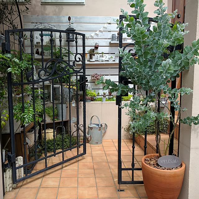 パール アカシア大苗 柔らかな葉が魅力で太陽光の下ではパールのように輝きます 常緑小高木 販売 通販 種類のレビュー クチコミとして参考になる投稿5枚 Roomclip Item