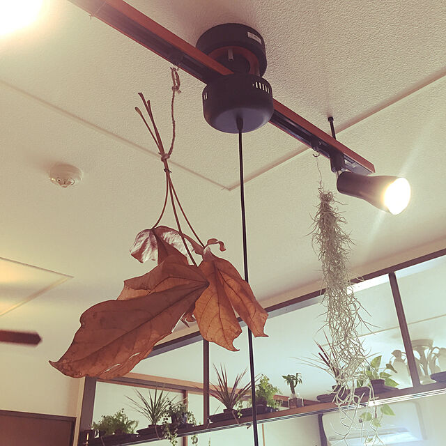 ダクトレール 照明 スポットライト ペンダントライト おしゃれ ライティングレール 間接照明 天井照明 シーリングライト カフェ風 北欧 西海岸のレビュー クチコミとして参考になる投稿7枚 Roomclip ルームクリップ