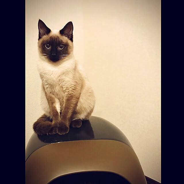 花王 Amazon限定ブランド スマイリーbox 猫用トイレ本体 ニャンとも清潔トイレセット 約1か月分チップ シート付 ドームタイプ カフェブラウン チャコール 猫ちゃん想い設計 猫砂のレビュー 口コミとして参考になる投稿85枚