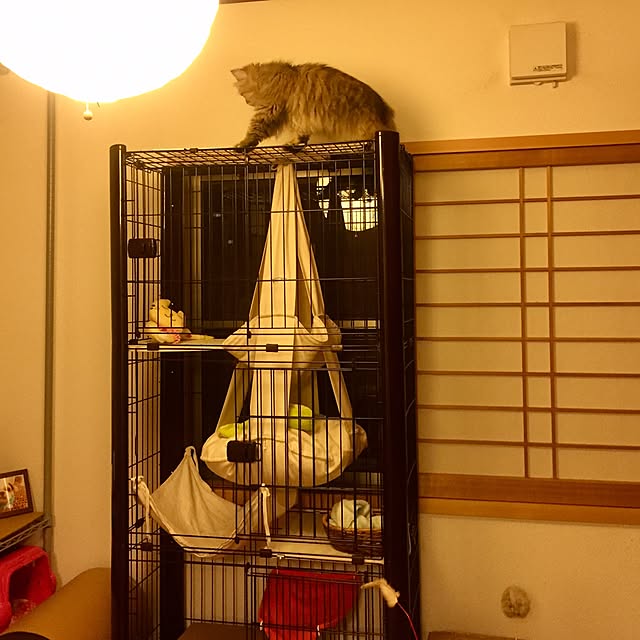 猫 ケージ 3段 P Csc 903送料無料 キャットケージ 猫 ケージ おしゃれ 猫ケージ 三段 インテリア おしゃれ 多頭飼い 留守番 カラースリム ケージ アイリスオーヤマ 組立 簡単 ホワイト ブラウンのレビュー クチコミとして参考になる投稿7枚 Roomclip ルームクリップ 猫 ケージ 3段 P Csc 903送料無料 キャットケージ 猫 ケージ おしゃれ 猫ケージ 三段 インテリア おしゃれ 多頭飼い 留守番 カラースリム ケージ アイリスオーヤマ 組立 簡単 ホワイト ブラウンのレビュー クチコミとして参考になる投稿7枚 Roomclip ルームクリップ