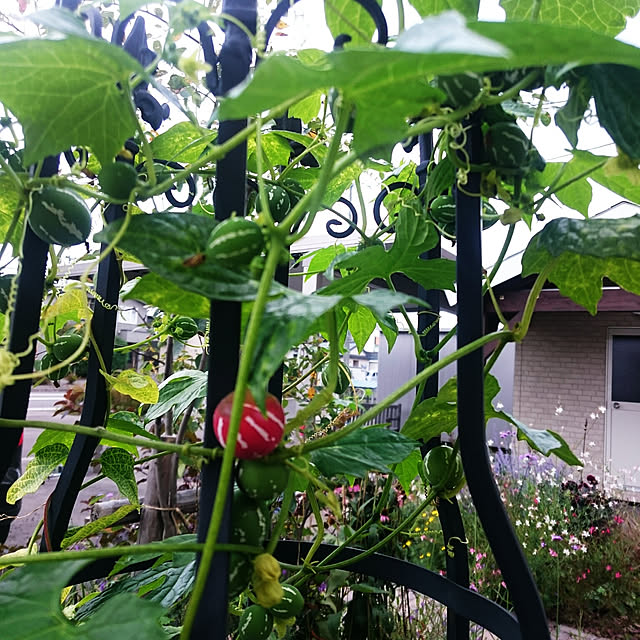 写真付きレビュー 白蝶草 ガウラ の通販商品 口コミ情報 Roomclipショッピング