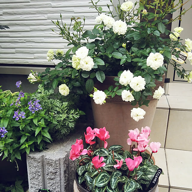 写真付きレビュー 大苗 バラ苗 グリーンアイス Min複白緑 国産苗 6号鉢植え品 J Mb の通販商品 口コミ情報 Roomclipショッピング