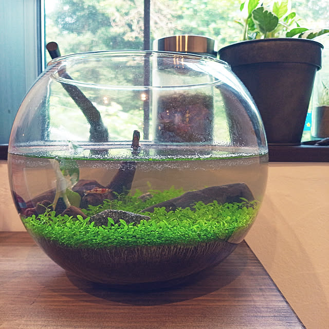 育てる水草 L Gd 813 栽培キット インテリア おしゃれ プレゼント 聖新陶芸 のレビュー クチコミとして参考になる投稿4枚 Roomclip ルームクリップ 育てる水草 L Gd 813 栽培キット インテリア おしゃれ プレゼント 聖新陶芸 のレビュー クチコミとして参考になる投稿4枚 Roomclip ルームクリップ