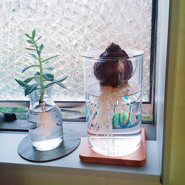 写真付きレビュー 今月のおすすめ ヒヤシンスの水栽培set 球根 花瓶 Sサイズ の通販商品 口コミ情報 Roomclipショッピング 写真付きレビュー 今月のおすすめ ヒヤシンスの水栽培set 球根 花瓶 Sサイズ の通販商品 口コミ情報 Roomclipショッピング