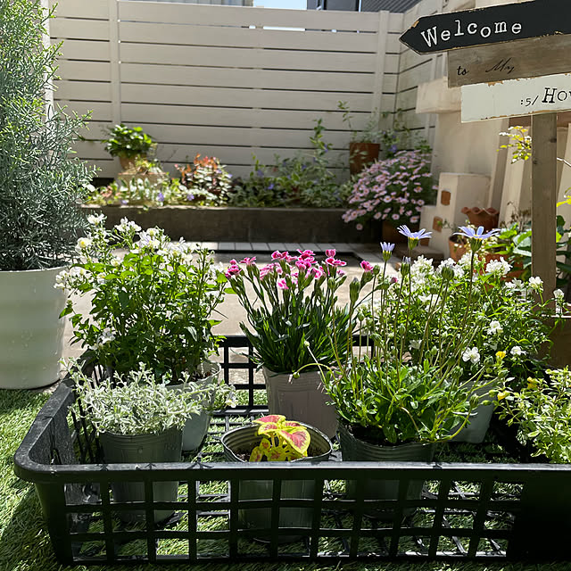 目隠しフェンス Diy用 樹脂フェンス ボーダーフェンス 木目調 アルファウッド 外構フェンスセット W4000 H1800 ディーズガーデン 屋外 ラティス おしゃれ 庭 ガーデニン 人工木 送料無料のレビュー クチコミとして参考になる投稿1枚 Roomclipショッピング