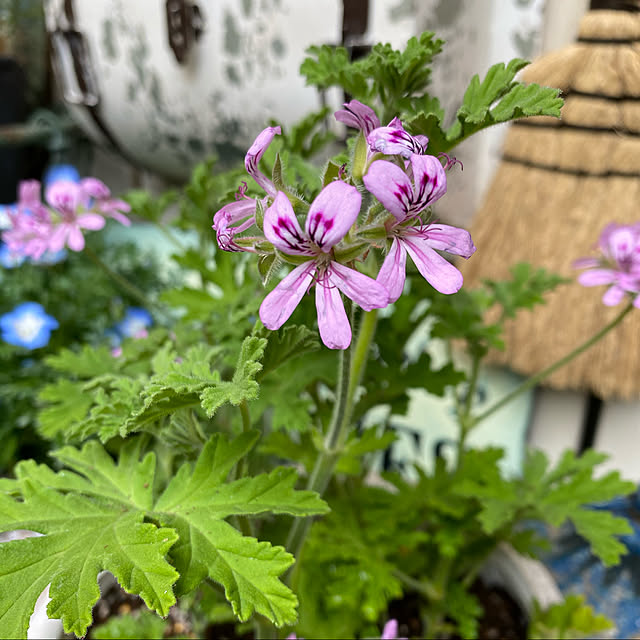 ハーブゼラニウム 蚊取り草 蚊香龍 蚊逃げ草 のレビュー クチコミとして参考になる投稿4枚 Roomclip ルームクリップ ハーブゼラニウム 蚊取り草 蚊香龍 蚊逃げ草 のレビュー クチコミとして参考になる投稿4枚 Roomclip ルームクリップ