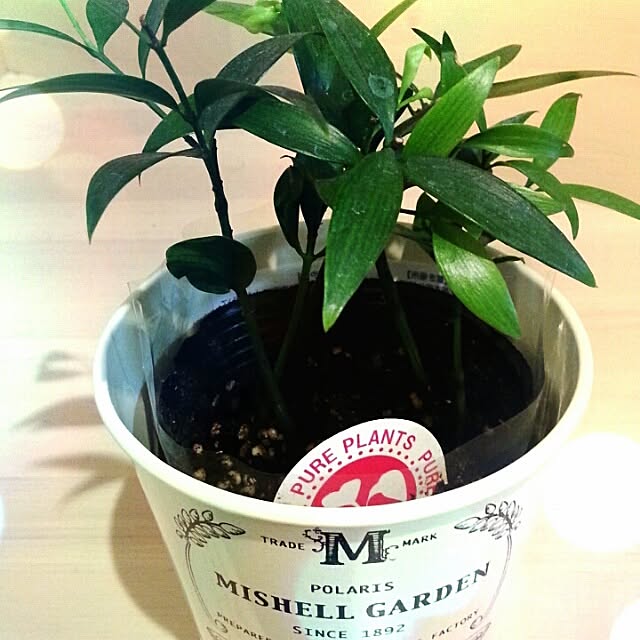 玄関/入り口/植物/300円ショップ/イルーシー300/ブリキ風...などのインテリア実例 - 2014-02-03 22:28:25