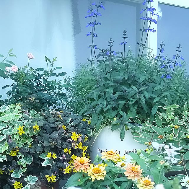 宿根草 サルビア コスミックブルー3 5号ポット苗のレビュー クチコミとして参考になる投稿2枚 Roomclip ルームクリップ