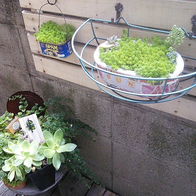 壁/天井/多肉植物♡/セリア/雑貨/はんどめいどのインテリア実例 - 2014-07-02 18:33:49