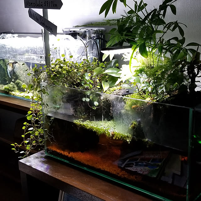 写真付きレビュー Gex グラステリア Bz 450スリム 45cm 水槽セット 熱帯魚の通販商品 口コミ情報 Roomclipショッピング