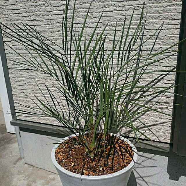 玄関 入り口 ヤシ カナリーヤシ 千葉県 観葉植物 などのインテリア実例 19 04 28 10 54 12 Roomclip ルームクリップ