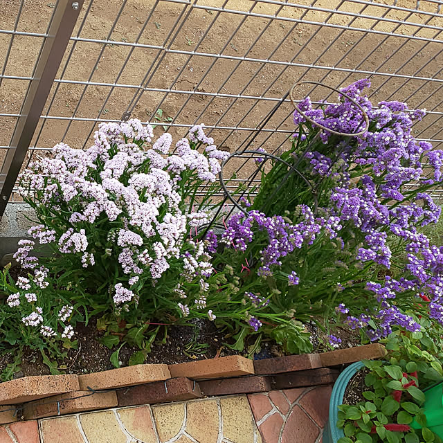 種 花たね スターチス パステルミックス 1袋 100mg 花のタネ 花 種子 タネ スターチス リモニウム リモニューム 国華園のレビュー クチコミとして参考になる投稿4枚 Roomclip ルームクリップ