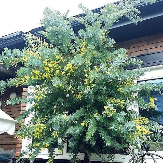 写真付きレビュー ミモザアカシア 7号大苗 銀葉アカシア の通販商品 口コミ情報 Roomclipショッピング 写真付きレビュー ミモザアカシア 7号大苗 銀葉アカシア の通販商品 口コミ情報 Roomclipショッピング