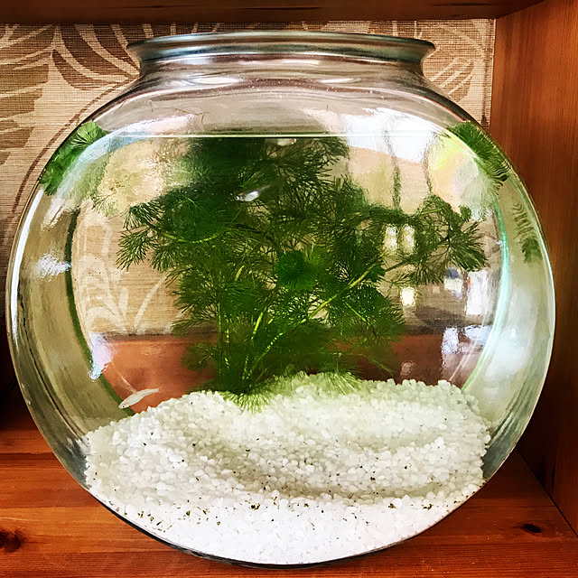 市場 おしゃれなガラス製金魚鉢