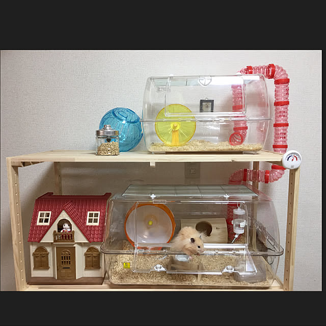 写真付きレビュー】三晃商会 ルーミィ60 ベーシック(62×45×31.5cm) ハムスター マウス ケージ お一人様1点限り 沖縄別途送料 関東当日便の通販商品口コミ情報 | RoomClipショッピング 写真付きレビュー】三晃商会 ルーミィ60 ベーシック(62×45×31.5cm) ハムスター マウス ケージ お一人様1点限り 沖縄別途送料 関東当日便の通販商品口コミ情報 | RoomClipショッピング