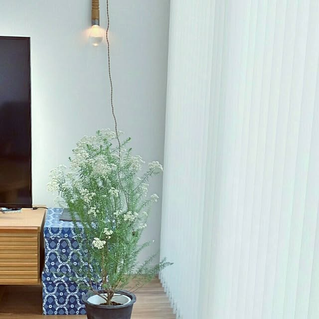 植木鉢 素焼き鉢 モスポット 407m 7号 植木鉢 おしゃれな植木鉢 鉢 テラコッタ 素焼き鉢 陶器鉢 のレビュー クチコミとして参考になる投稿8枚