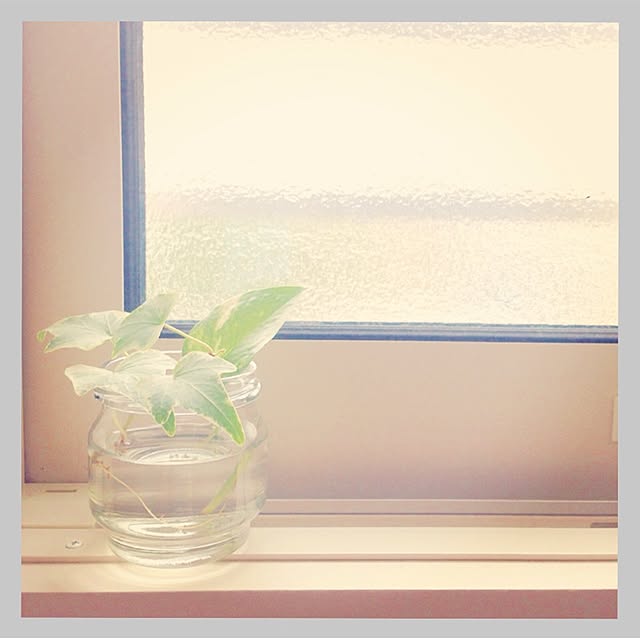 食虫植物 Nepenthes Fusca Y S 2 5寸鉢 ネペンテス フスカ のレビュー クチコミとして参考になる投稿1枚 Roomclip Item