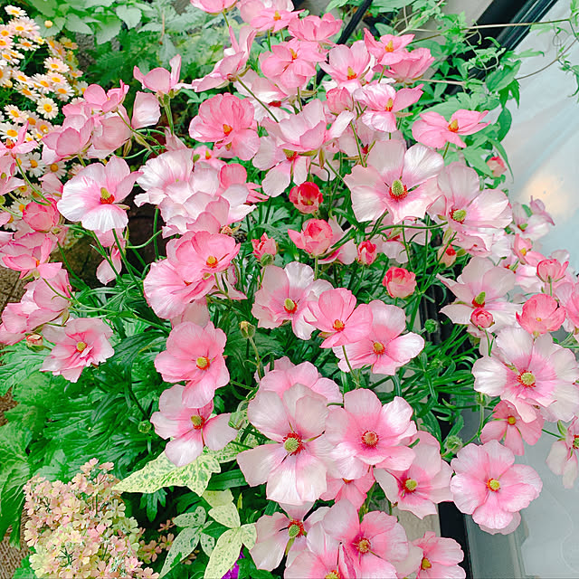 写真付きレビュー 冷蔵処理 芽出し苗 ラナンキュラス ラックス エウロペの苗 5号鉢 の通販商品 口コミ情報 Roomclipショッピング 写真付きレビュー 冷蔵処理 芽出し苗 ラナンキュラス ラックス エウロペの苗 5号鉢 の通販商品 口コミ情報 Roomclipショッピング