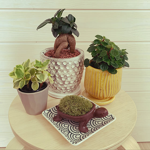 観葉植物 おしゃれ ガジュマル 木製鉢カバー付き 高さ 約 25cm ポット苗 Off 観葉植物 おしゃれ ガジュマル 木製鉢カバー付き 高さ 約 25cm ポット苗 Off