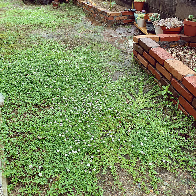 レビュー特典あり クラピア K7 新品種 10株 すくすくセット 完全植栽マニュアル付き 苗10ポット 肥料2種 有機一発肥料 メネデール 雑草対策 グランドカバー K5より耐病性が優れるのレビュー クチコミとして参考になる投稿12枚 Roomclip ルームクリップ