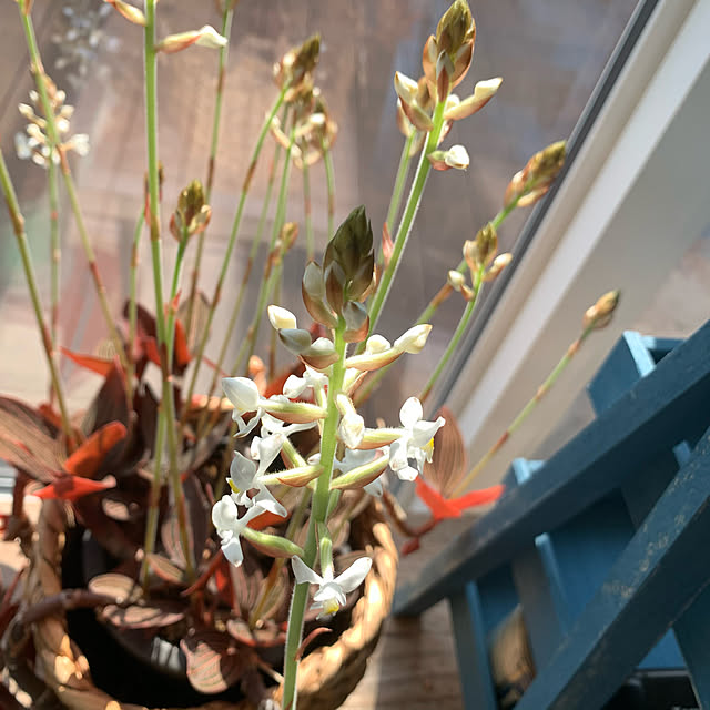 観葉植物 ジュエルオーキッド ホンコンシュスラン Ludisia Discolor 2 5号 Lサイズ 1鉢 のレビュー クチコミとして参考になる投稿2枚 Roomclip ルームクリップ 観葉植物 ジュエルオーキッド ホンコンシュスラン Ludisia Discolor 2 5号 Lサイズ 1鉢 のレビュー クチコミとして参考になる投稿2枚 Roomclip ルームクリップ