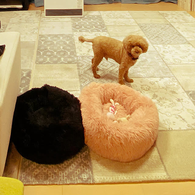 犬ベッド 犬用品 ペット用ベッド 可愛い ペット 犬 猫用品 マット クッション ペットベッド 春 秋 冬 寝具 猫ベッド 暖か ペットハウス ワンちゃんのレビュー クチコミとして参考になる投稿1枚 Roomclip ルームクリップ 犬ベッド 犬用品 ペット用ベッド 可愛い ペット 犬 猫用品 マット クッション ペットベッド 春 秋 冬 寝具 猫ベッド 暖か ペットハウス ワンちゃんのレビュー クチコミとして参考になる投稿1枚 Roomclip ルームクリップ