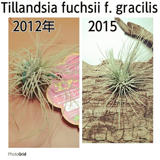 最高かつ最も包括的な100 均 エア プランツ 成長 すべての美しい花の画像