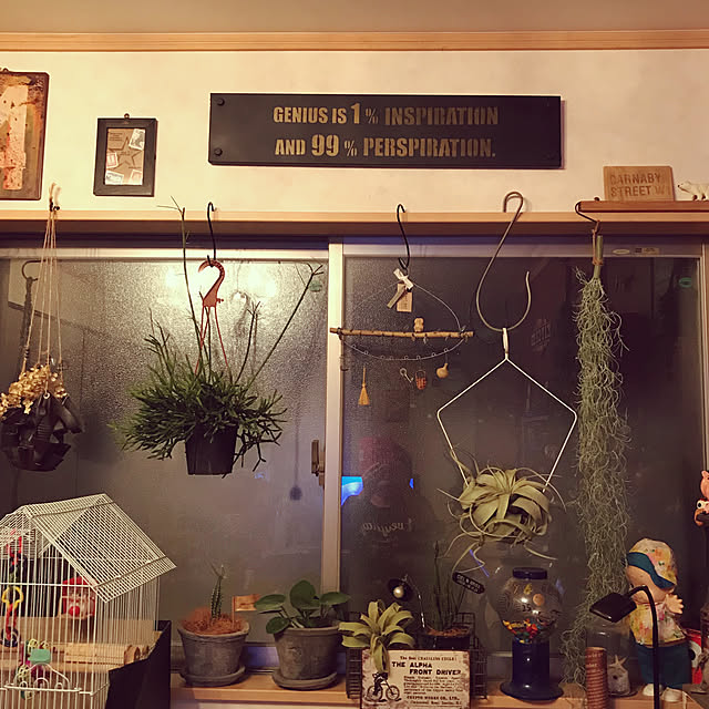 リプサリス エワルディアナ 7cm角鉢 葦サボテン 多肉植物 観葉植物 サボテン ハンギングプランツ のレビュー クチコミとして参考になる投稿2枚 Roomclip ルームクリップ