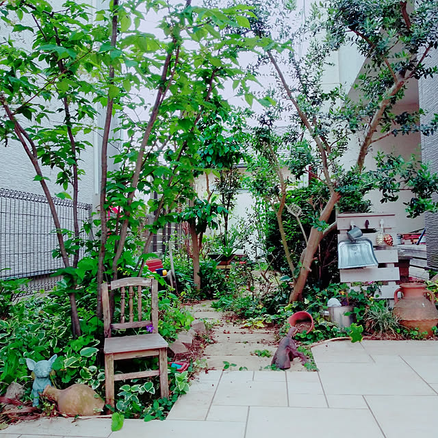 送料無料 ツリバナ株立 寄せ植え 高さ約1 0m 鉢底から 8号鉢シンボルツリー同等品の発送です 北海道 沖縄 離島は送料が必要です 沖縄は送料が必要です のレビュー クチコミとして参考になる投稿5枚 Roomclip ルームクリップ