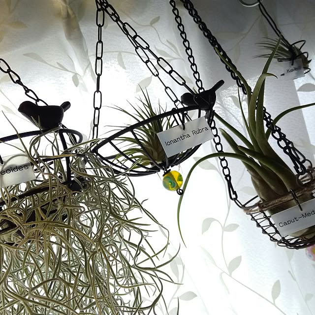 写真付きレビュー 種類選べるmサイズ3種 エアープランツ インテリア 雑貨 エアプランツ チランジア ティランジア イオナンタ フックシィ ブラキカウロス カピタータ ジュンセア 吊るす ミニ 観葉 観葉植物 セット プレゼント エアープランツ ギフト 西海岸の通販 写真付きレビュー 種類選べるmサイズ3種 エアープランツ インテリア 雑貨 エアプランツ チランジア ティランジア イオナンタ フックシィ ブラキカウロス カピタータ ジュンセア 吊るす ミニ 観葉 観葉植物 セット プレゼント エアープランツ ギフト 西海岸の通販