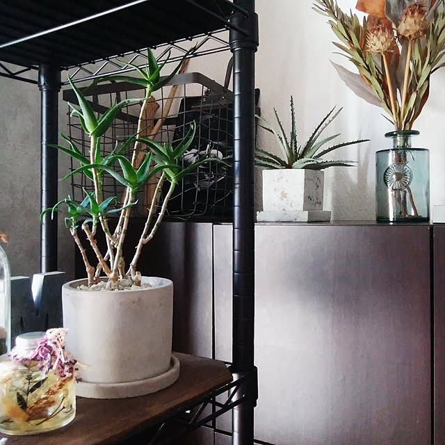 アロエ 青々錦 観葉植物 おしゃれ 小さい 個性的 コンクリート植木鉢のレビュー クチコミとして参考になる投稿1枚