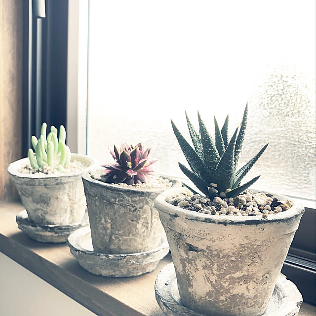 モスポット 受け皿 ホワイト ３個 植木鉢 陶器鉢 ソーサー 白色 白 テラコッタ鉢 素焼き鉢 プランター おしゃれな植木鉢 Mossポット 送料無料のレビュー クチコミとして参考になる投稿7枚 Roomclip ルームクリップ