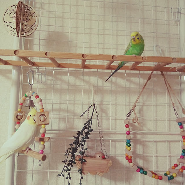 インコのおもちゃ ブランコmのレビュー クチコミとして参考になる投稿9枚 Roomclip Item