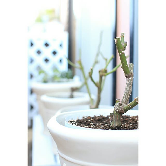 Woodpro プランター台 花台棚板セット1段幅909mm 奥行300mm 高さ237mm フラワースタンド フラワーラック ガーデニング 木製 棚 園芸ラック ガーデンラック 屋外 屋内 プランタースタンド 小型商品 のレビュー クチコミとして参考になる投稿4枚 Woodpro プランター台 花台棚板セット1段幅909mm 奥行300mm 高さ237mm フラワースタンド フラワーラック ガーデニング 木製 棚 園芸ラック ガーデンラック 屋外 屋内 プランタースタンド 小型商品 のレビュー クチコミとして参考になる投稿4枚