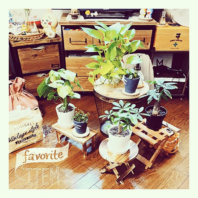 写真付きレビュー ポトス ライム 白色 丸型 陶器鉢 鉢植え 鉢 陶器 苗 苗木 観葉植物 オウゴンカズラ 白 ホワイト 丸 ラウンド ボール 送料無料 ライムポトスの通販商品 口コミ情報 Roomclipショッピング