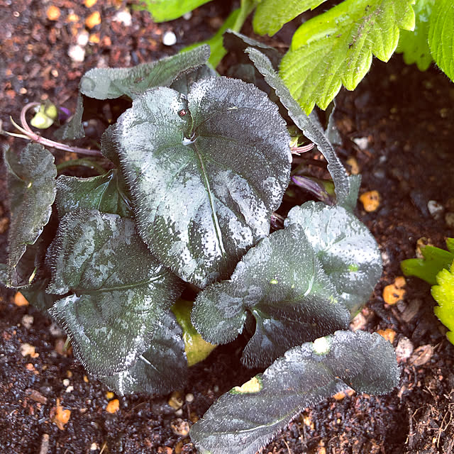 写真付きレビュー 黒葉スミレ ビオラ ラブラドリカ 3 3 5号ポット苗イングリッシュガーデン カラーリーフ グランドカバー 宿根草 花苗 多年草の通販商品 口コミ情報 Roomclipショッピング