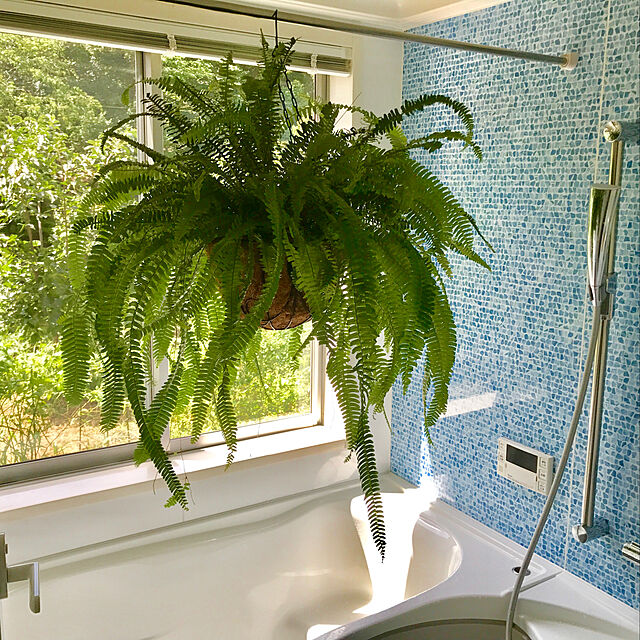 写真付きレビュー ツデー 浴室 観葉植物 ツデー タマシダ つでー 浴室のインテリアにツデーの通販商品 口コミ情報 Roomclipショッピング