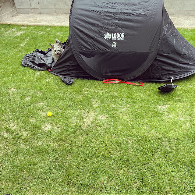 写真付きレビュー ロゴス Black Uv ポップアップフルシェルターag キャンプ ポップアップテント ワンタッチテント シェルター 3人用 4人用 海 プール Logosの通販商品 口コミ情報 Roomclipショッピング