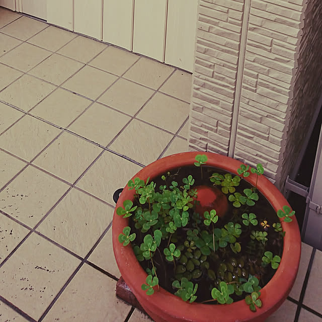 写真付きレビュー ビオトープ 水辺植物 メダカの鉢にも入れられる水辺植物 ウォータークローバー ムチカ 1ポット 抽水 浮葉植物の通販商品 口コミ情報 Roomclipショッピング